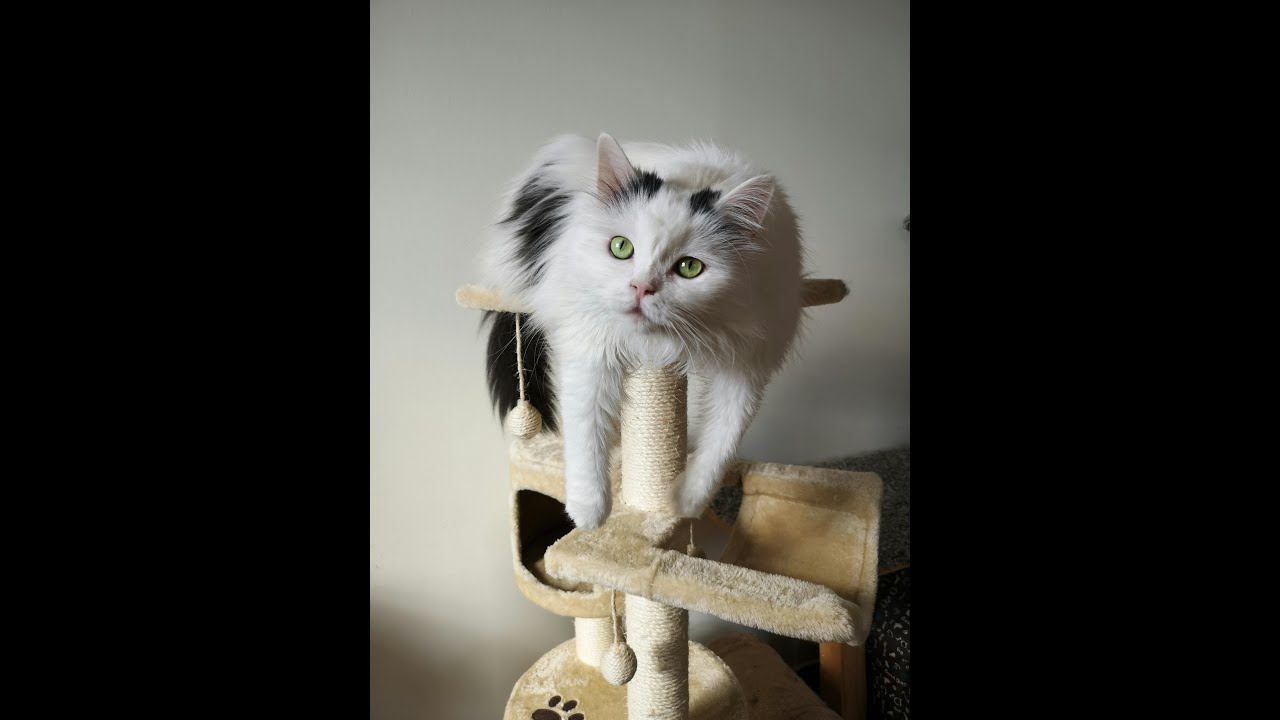 Unlocking the Secrets of Your Cat's Whiskers: Amazing Facts You Didn't Know!