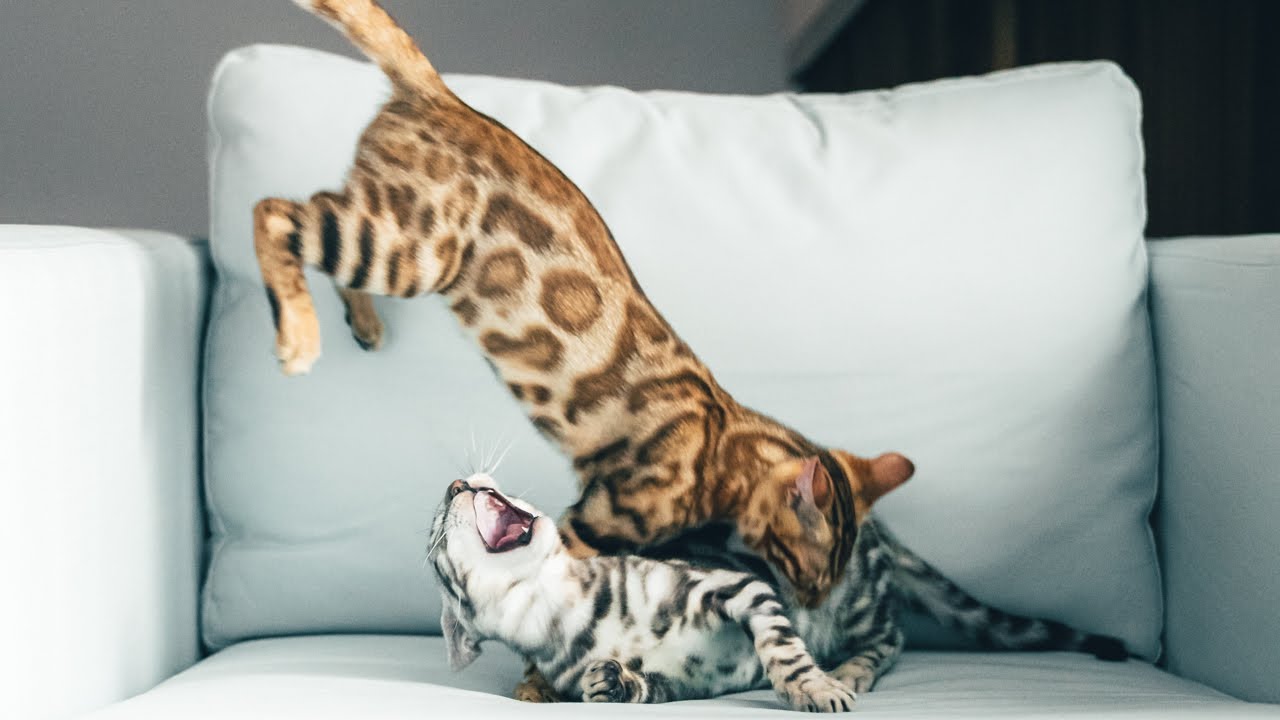 Bengal Kittens Fight - Kopi with Kaya