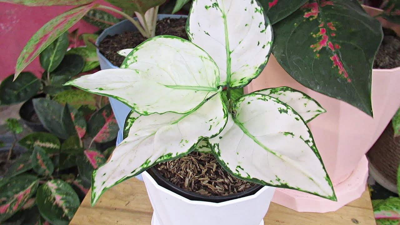 Potting Mix - Aglaonema Plant Care