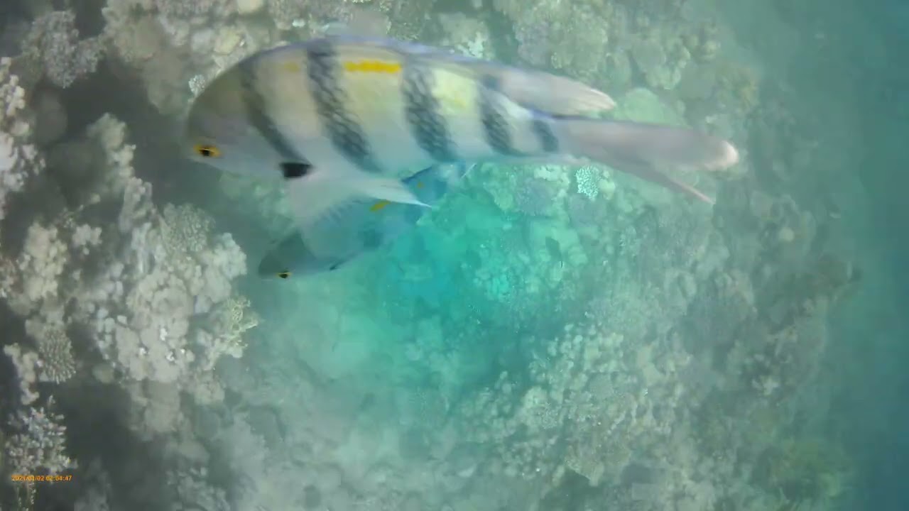Albatros Palace Resort Sharm El Sheikh, Snorkeling (Part1)