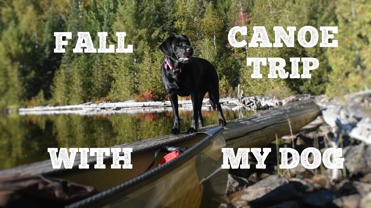 Fall canoe trip with my dog in northern Canada