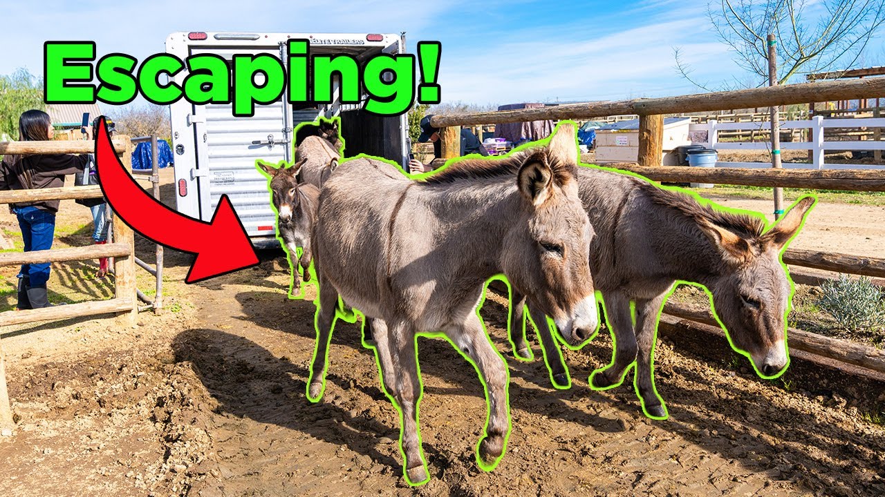 These Donkeys & Horses left a BAD place! | EP 87
