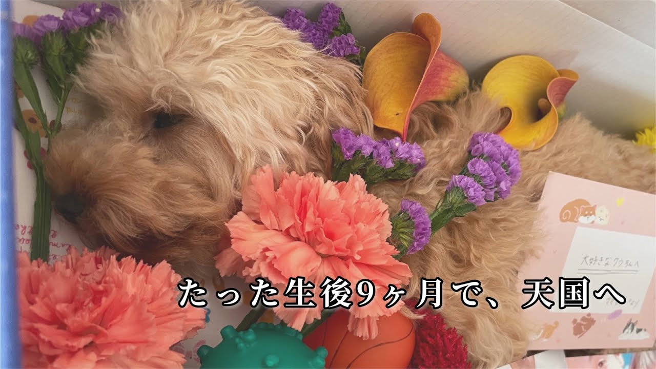 【悲報】たった９ヶ月の生涯でお別れしました。