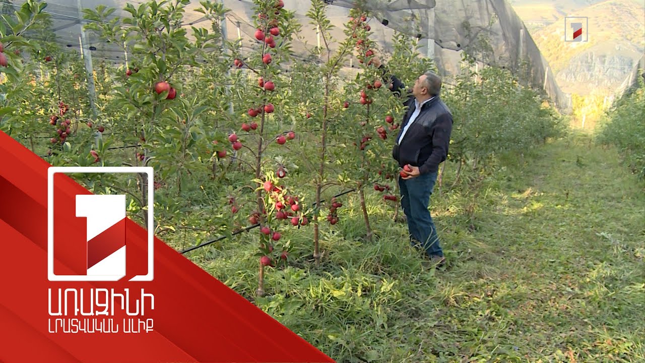 Մարտունու ինտենսիվ խնձորի այգին կարծրատիպեր է կոտրում
