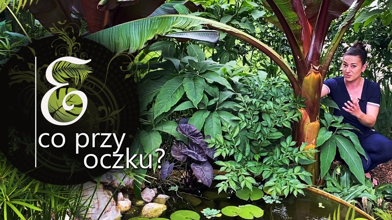 Czym obsadzić oczko wodne, czyli spektakularny efekt tropików we własnym ogrodzie🌴🌴🌴