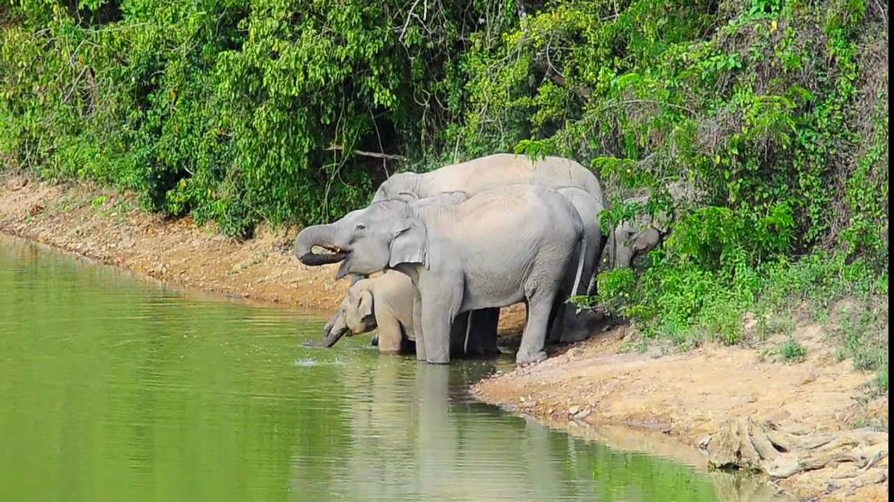 Wild Asian Elephant - PranPop Photos