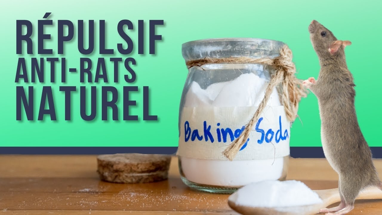Comment se d&eacute;barrasser des rats avec du Bicarbonate de soude ?