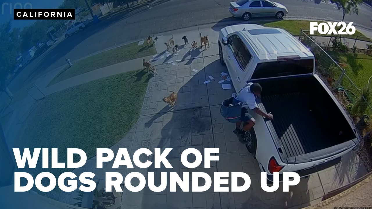 Wild pack of dogs in Fresno rounded up by animal services in Central California