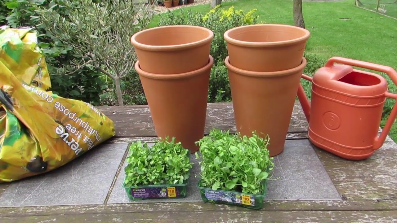 Planting Lobelia in the garden