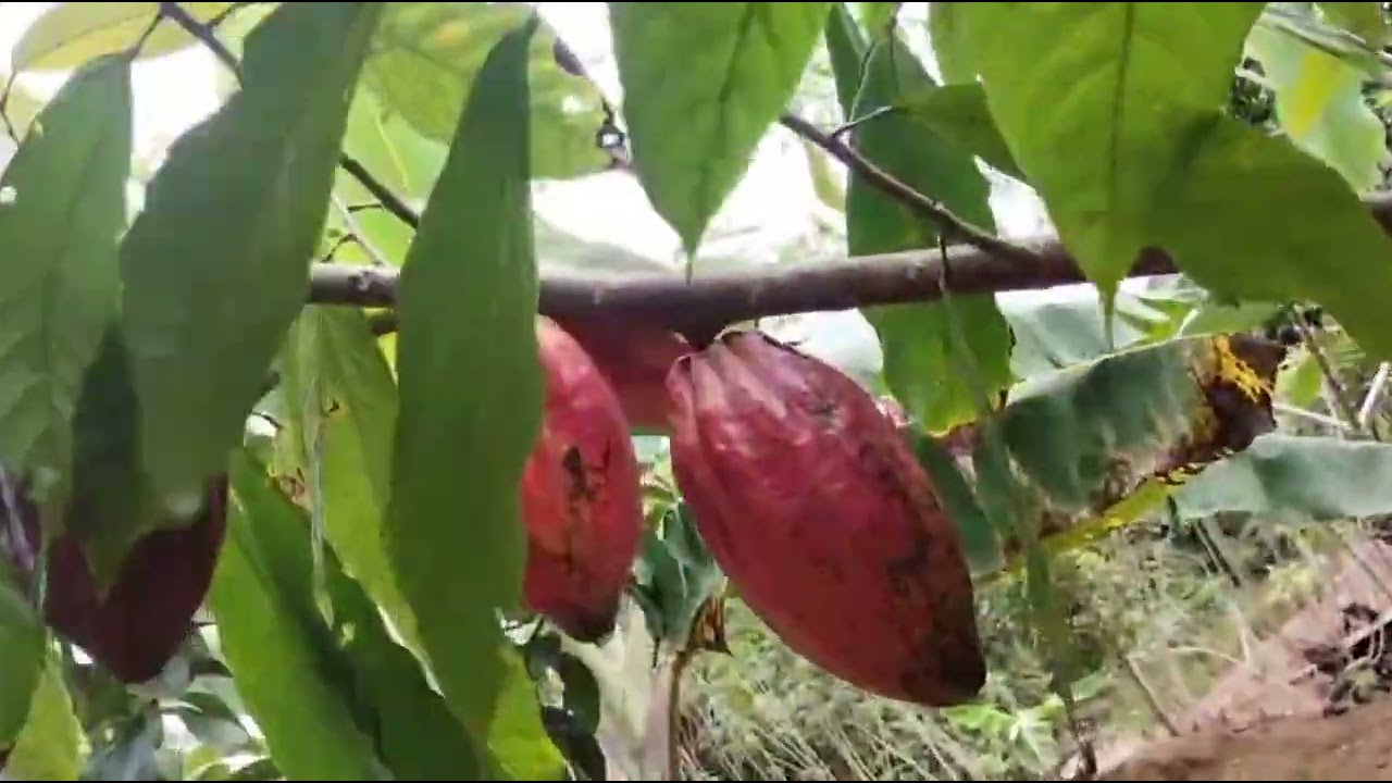 Sítio à venda município de Una Bahia Quanto é hectare 47 988 71 6005 veja o vídeo assistir o vídeo