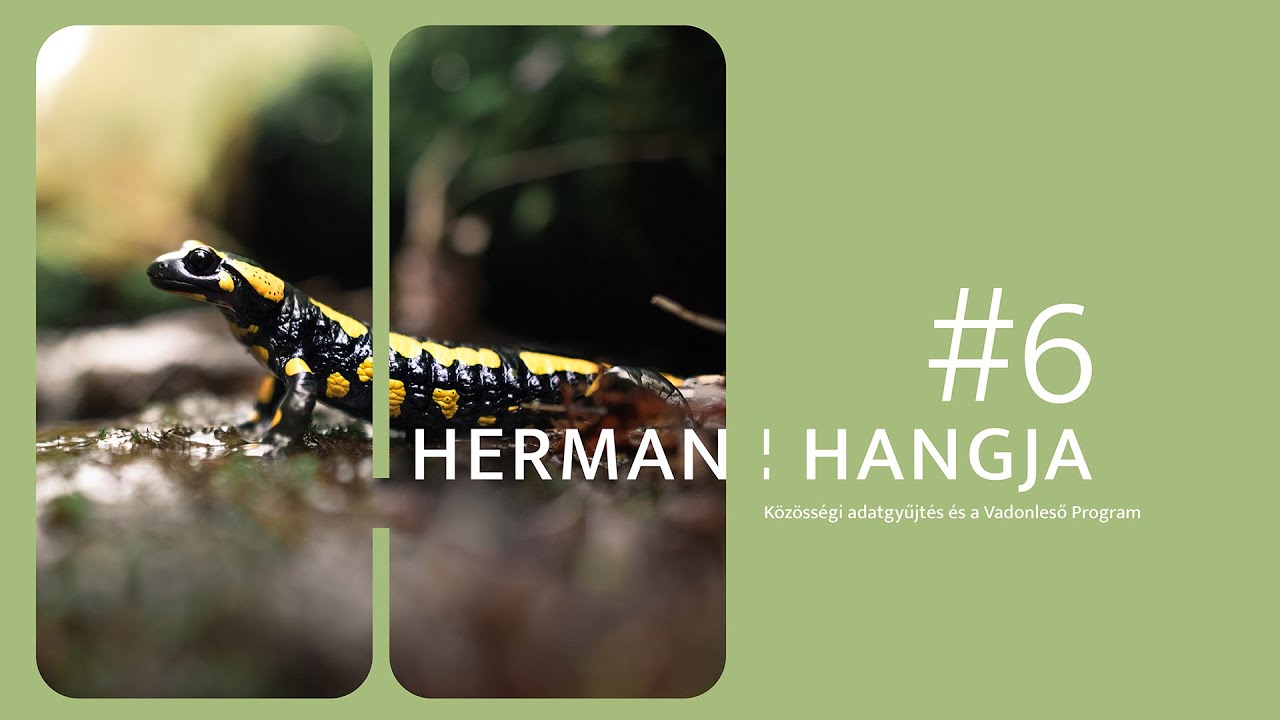 Herman hangja #6 // Közösségi adatgyűjtés és a Vadonleső Program
