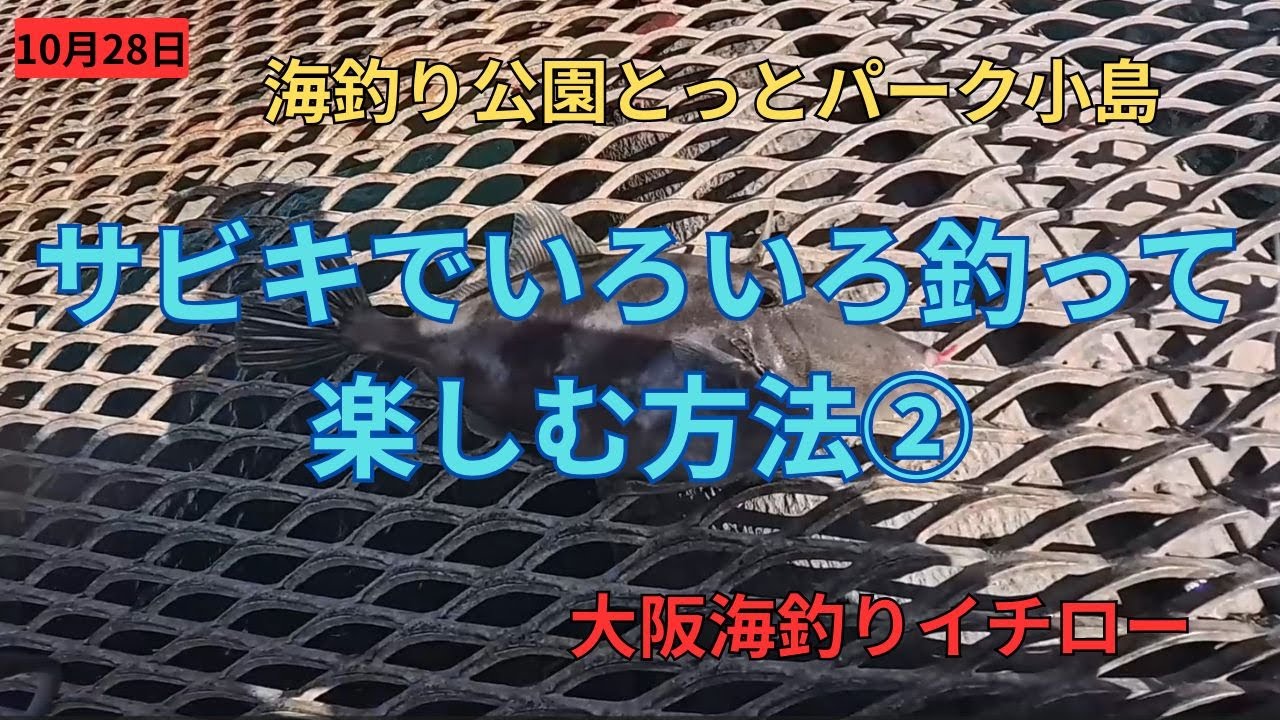サビキ釣りでいろいろ釣って楽しむ方法②　ウマヅラハギ、アイゴ、サンバソウなどが釣れます。【海釣り公園とっとパーク小島】