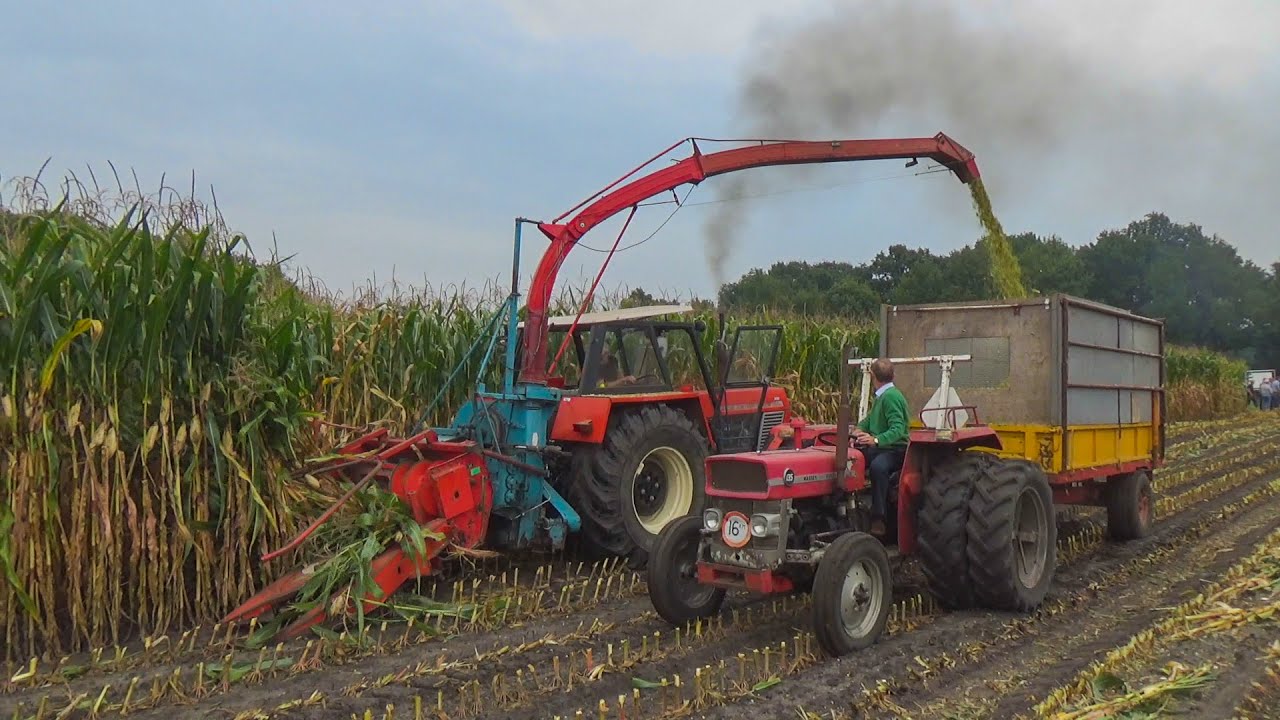 Hakseldag Corncounty | Beckum | old-fashion maize harvest