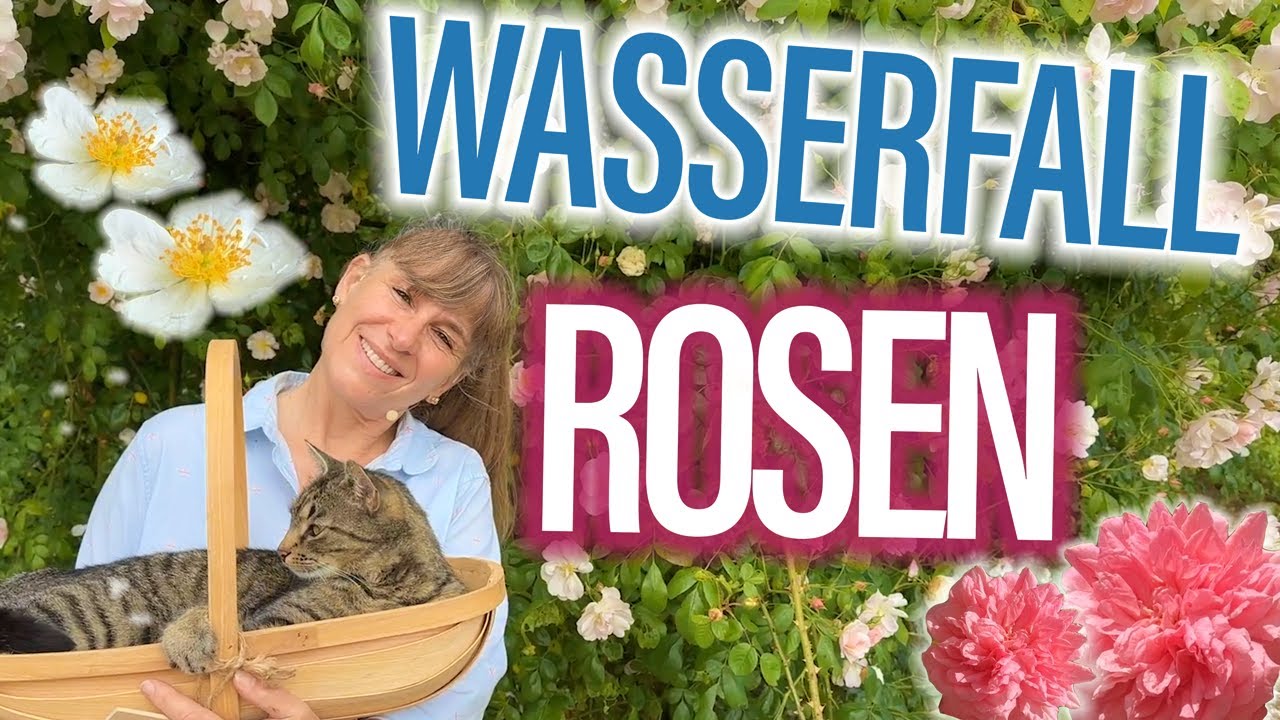 ROMANTIK pur - Rosen wie WASSERFÄLLE - (Rambler hoch wachsen lassen... lohnt sich der Aufwand?)