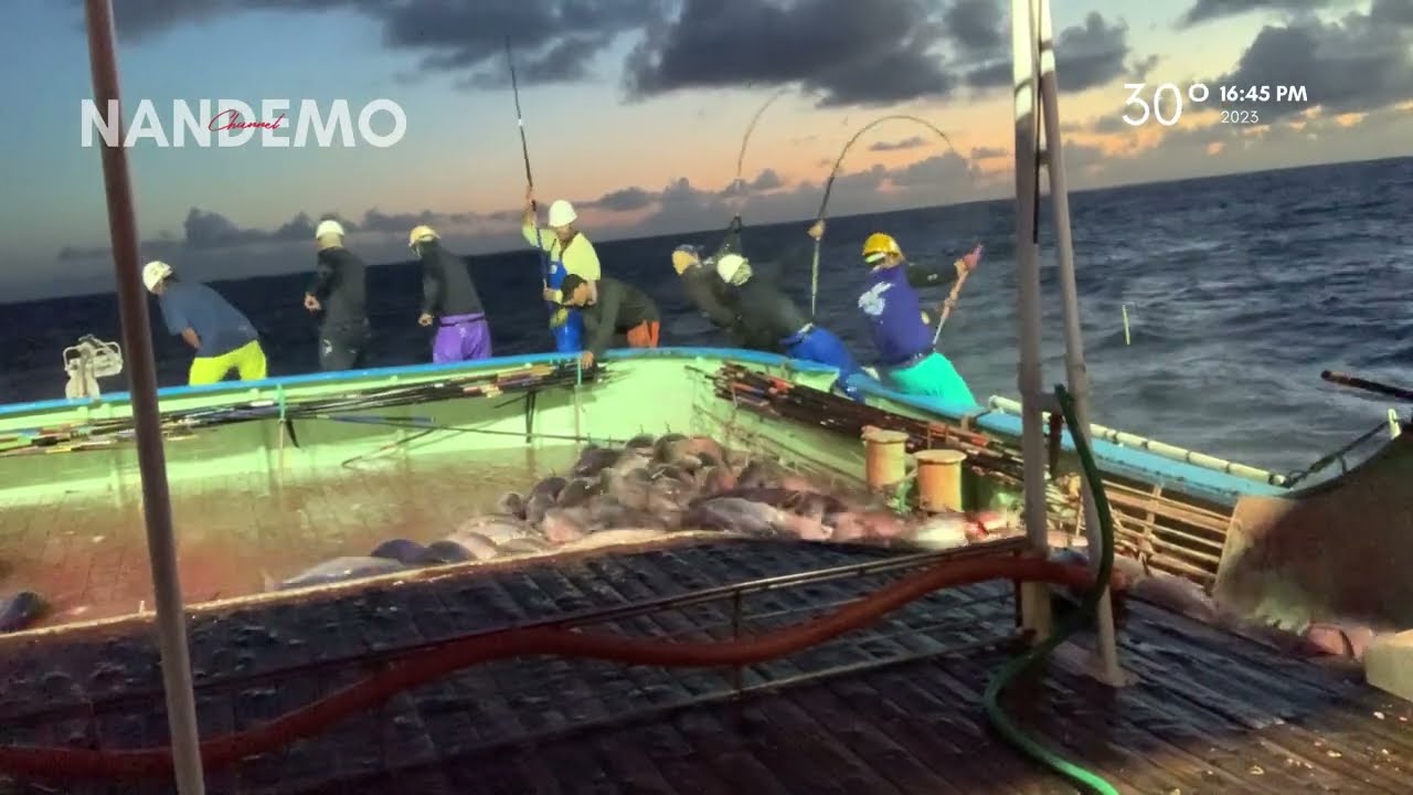 😱A surprise attack in the afternoon of 18 tons in just 25 minutes. the fish were scattered skipjack.
