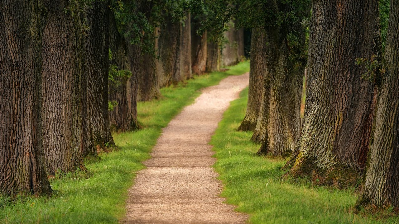 A Walking Meditation for Moving the Body During Long Covid.