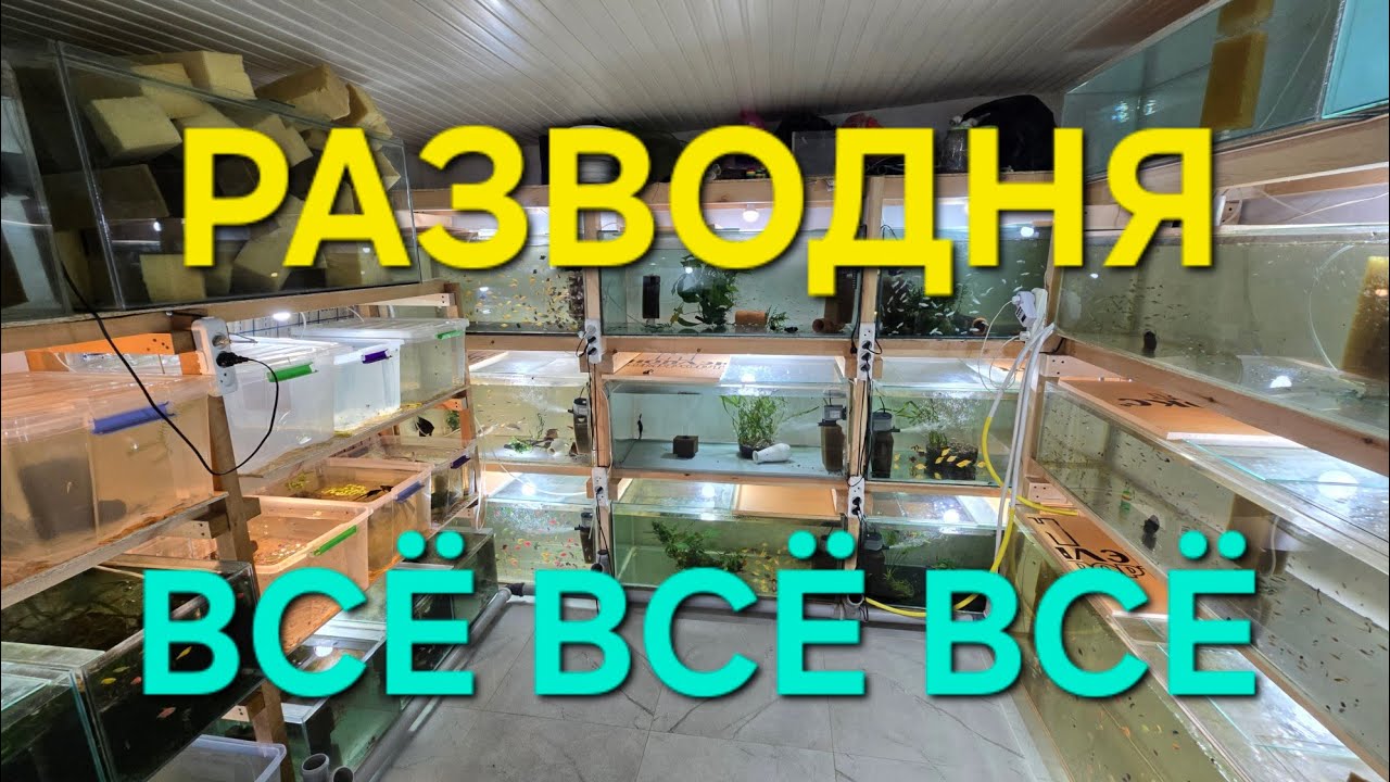 Обзор моей разводни
