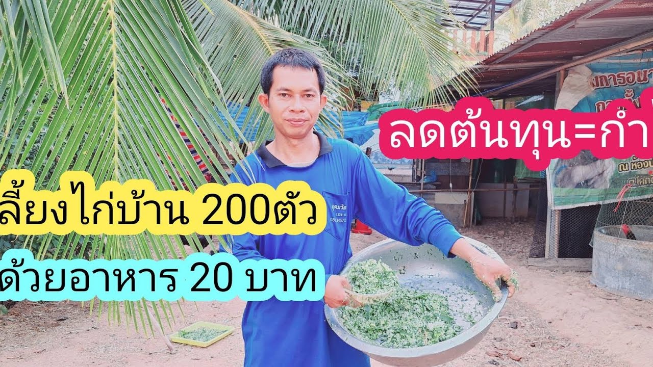 การเลี้ยงไก่บ้านด้วยอาหารลดต้นทุน #เกษตรผสมผสาน #การเลี้ยงไก่ #วิถีชาวบ้าน #ความสุข @homehug_organic