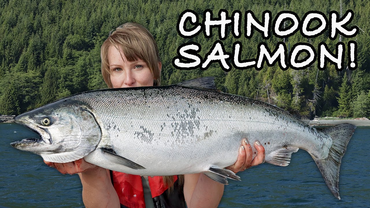 My First Ocean Chinook Salmon! Kyuquot Sound Vancouver Island #fishing #salmon #salmonfishing