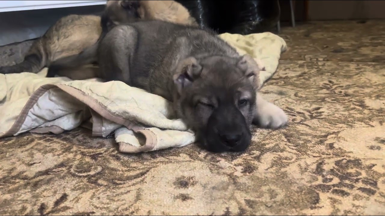 ИШХАН И МАФИЯ.ПЕРВОЕ ЗНАКОМСТВО МАЛЫША ИШХАНА С ДОМОМ И МАФИЕЙ#гампр#dog#гампрщенки#топ#гампртитан#