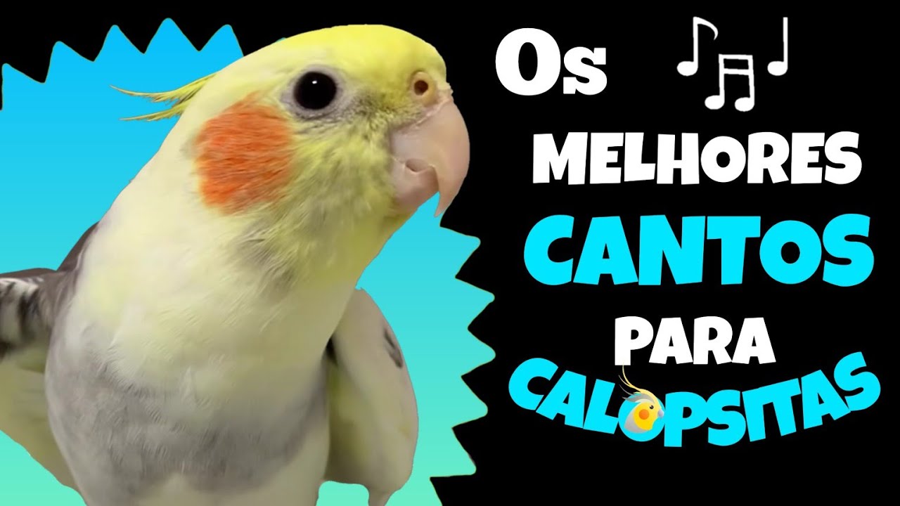 CANTOS que Sua CALOPSITA Vai ADORAR | Ótimos ASSOBIOS para CALOPSITA aprender 🐦🎶🦜