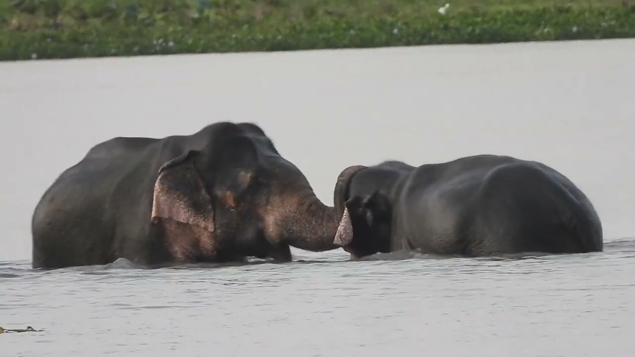 Wild Elephants Couples #elephantworld #elephantlovers #wildlife #animals #animallife #travel #safari