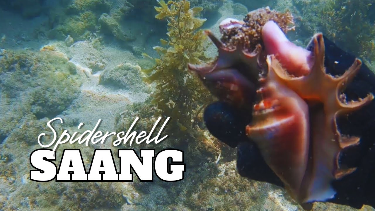 SPIDESHELL SAANG dagko na ang saang mga master. Ep: 112 #dumagsa #saang