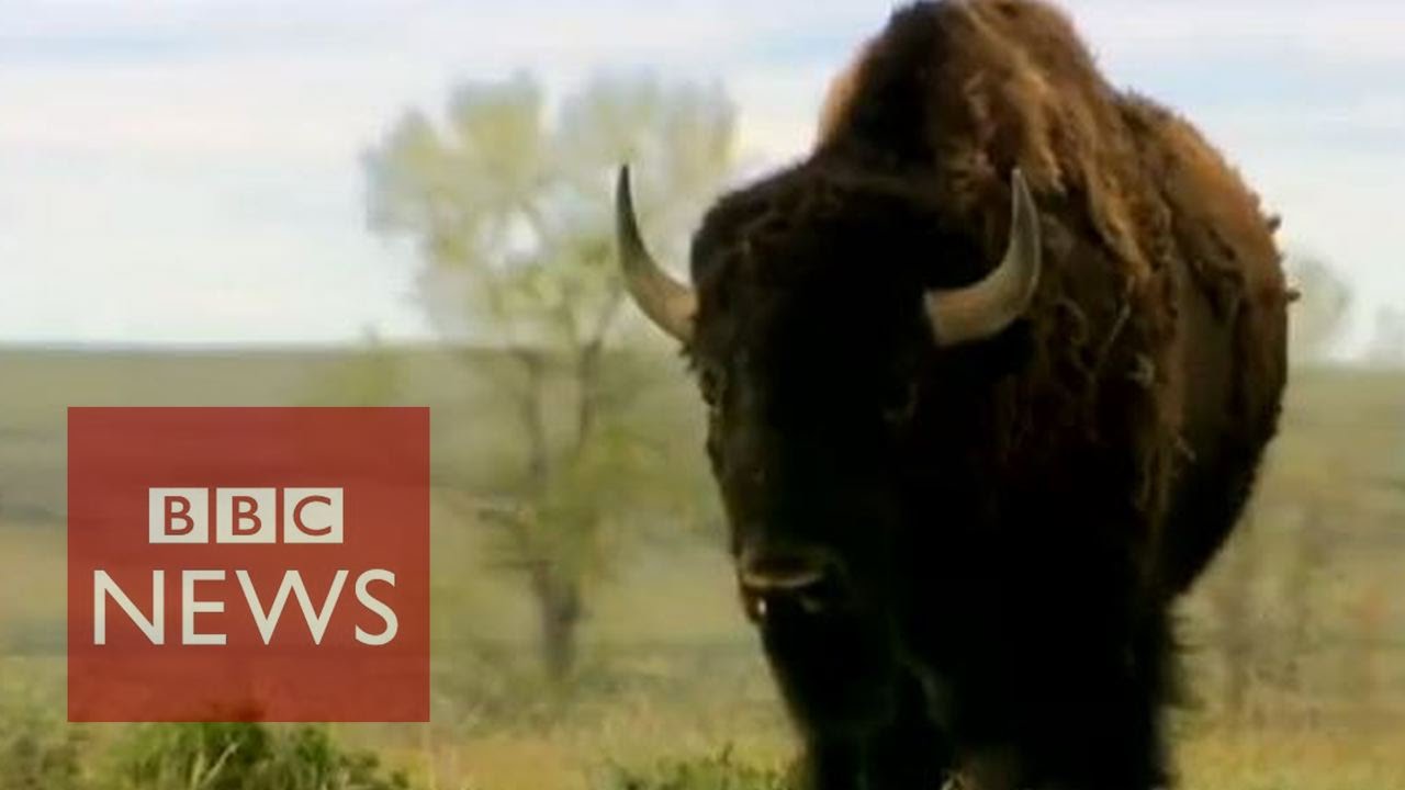 US bison preserve threatens ranchers - BBC News