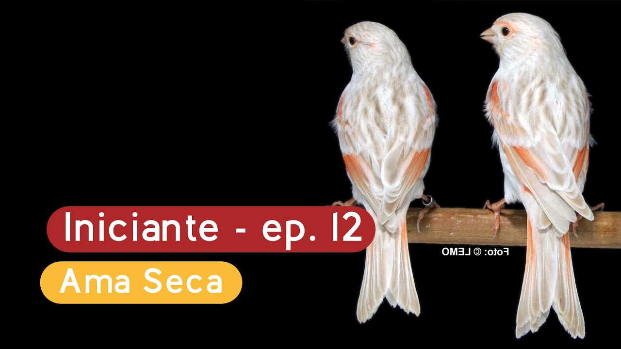 Criação de Canários Domésticos, Ep. 12 – quando usar ama seca, quando separar os filhotes e mais