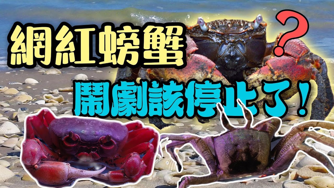 風靡全國的寵物螃蟹，資本平台的騙局，這出鬧劇該結束了吧？