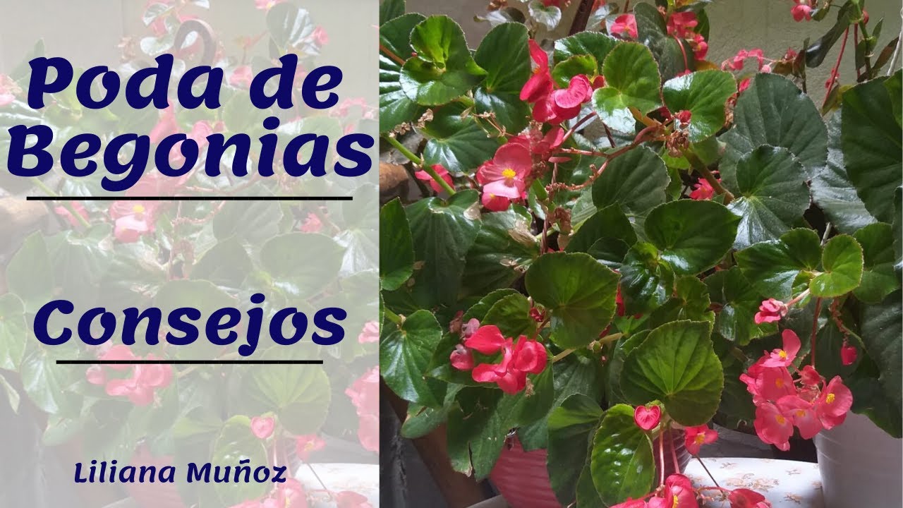 PODA DE BEGONIAS- CONSEJOS / Liliana Muñoz