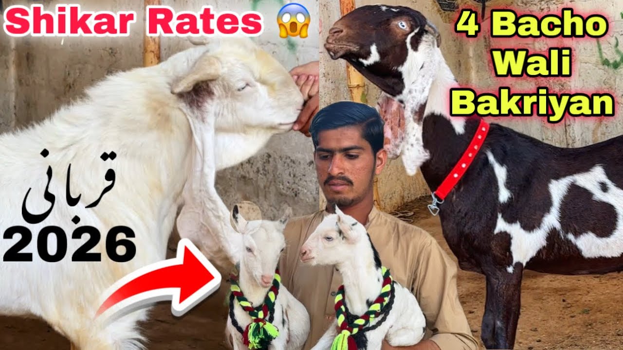 Karachi Ki Sab Se Shikar Rates Mandi 🚨 | Qurbani 2026 Ka Bakray & Bacho Wali Bakriyan | Bakra Mandi 