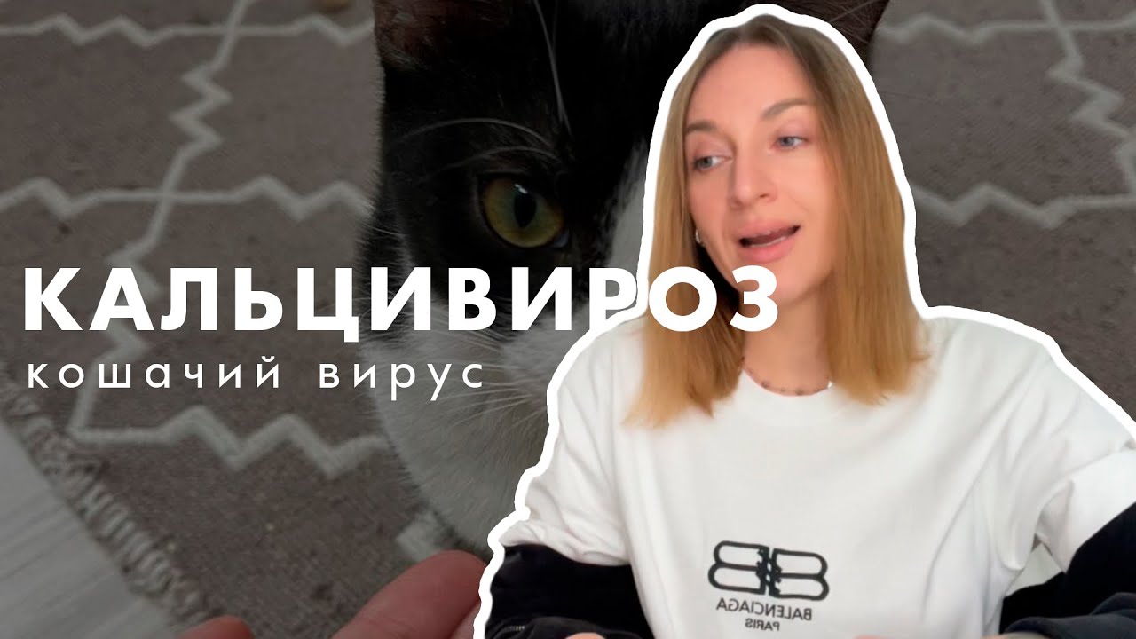 Кальцивироз (кошачий вирус) - наш опыт