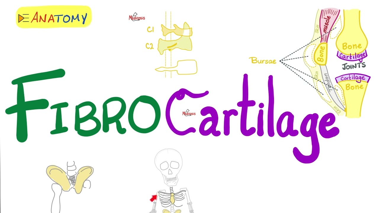Fibrocartilage | Types of Cartilage | Anatomy & Histology