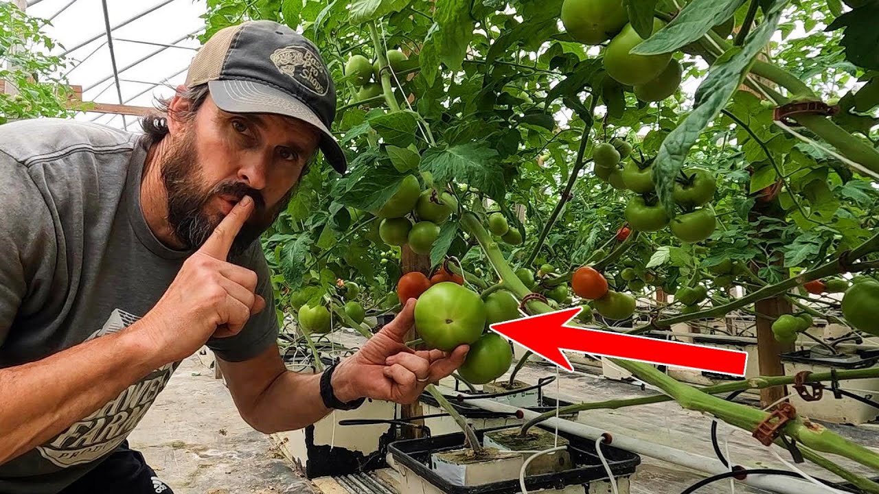 TOMATO SECRETS AND FARM UPDATE