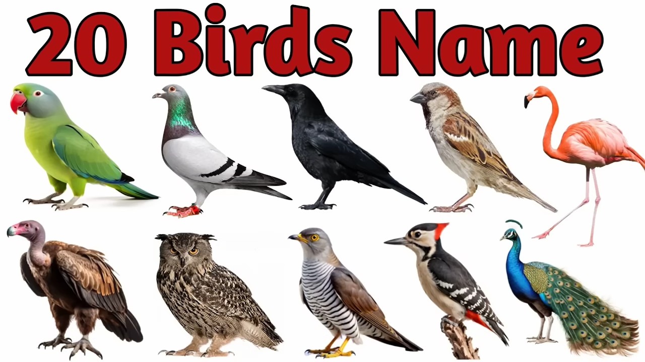 20 Birds Name in English | Birds Name for Kids | Learn Bird Names with Pictures#starbeamkids