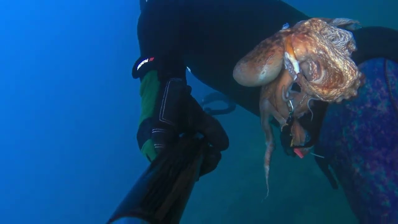 Λαβράκι 🇬🇷🇬🇷🇬🇷