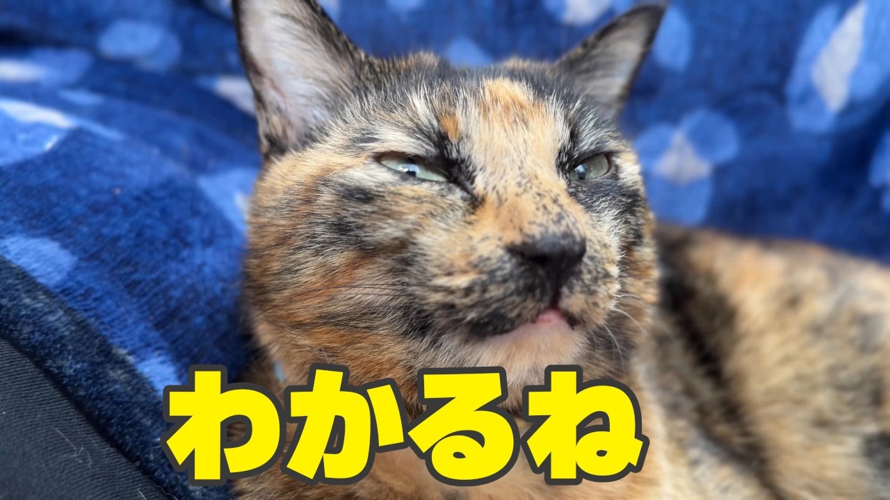 何が何でも言うことを聞かせたい猫と一筋縄でいかない人のいる風景