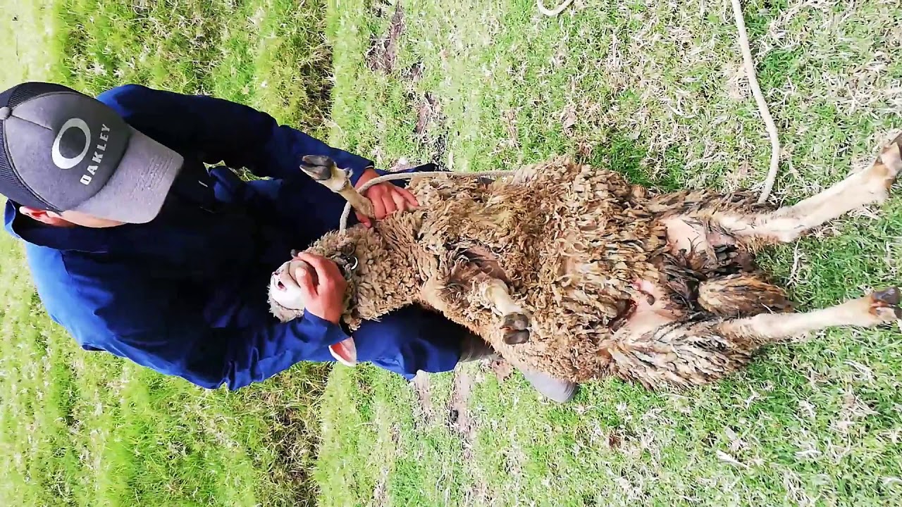 MANEJO DE SUJECION EN OVINOS Y CAPRINIOS