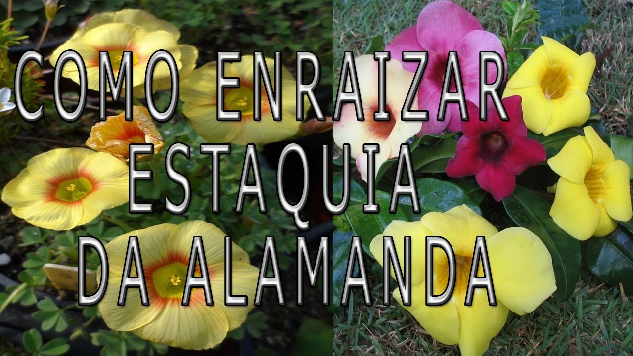 Como Fazer Estaquia de ALAMANDA Espetacular