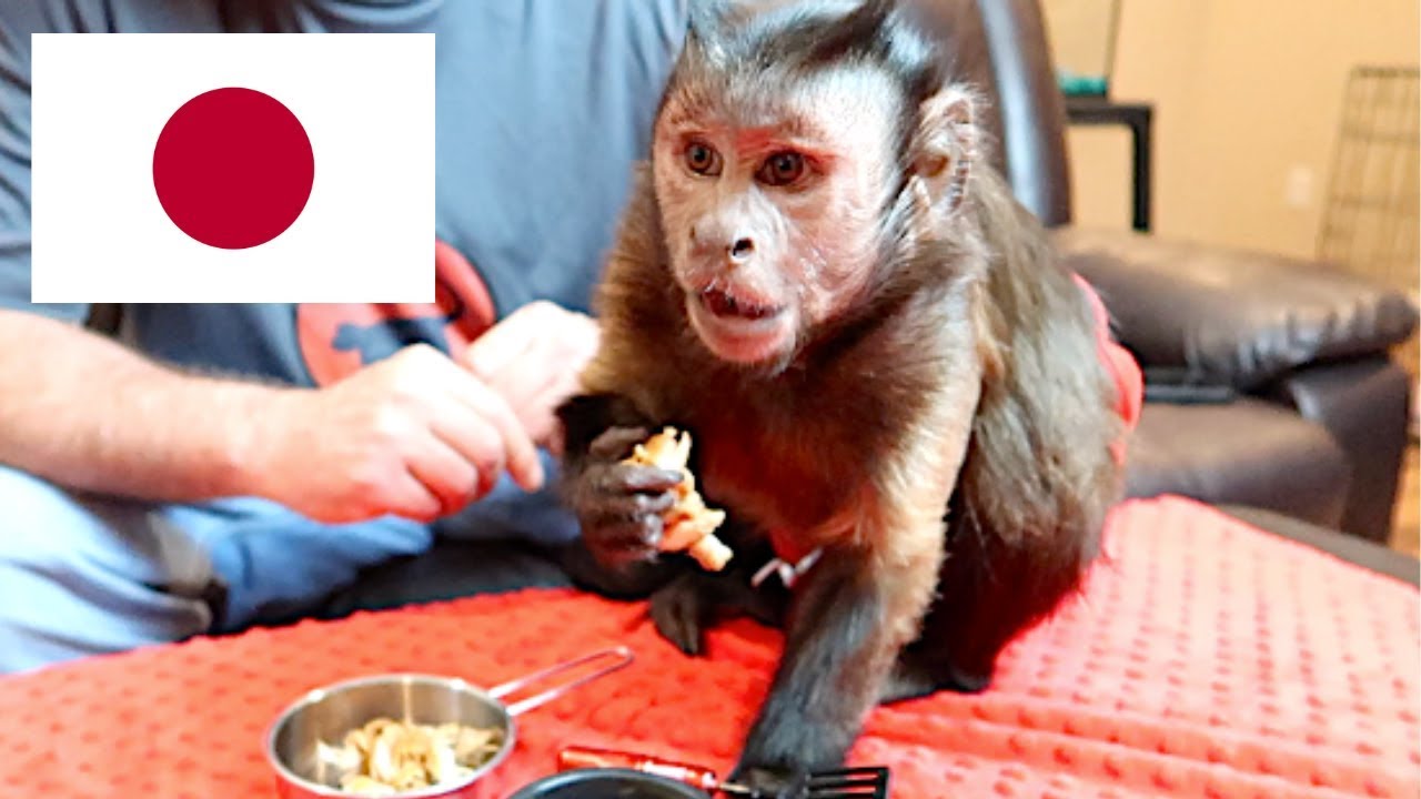 Capuchin Monkey Eats Japanese Chicken Dinner!