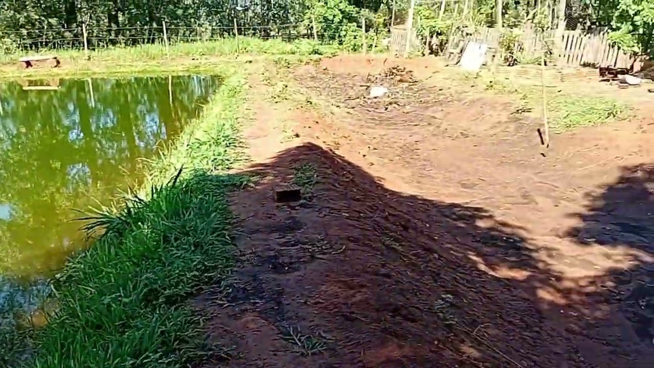 PALMEIRA AZUL(BISMARCK),rosas do deserto, tudo lindo aqui no sítio🌴⚘️