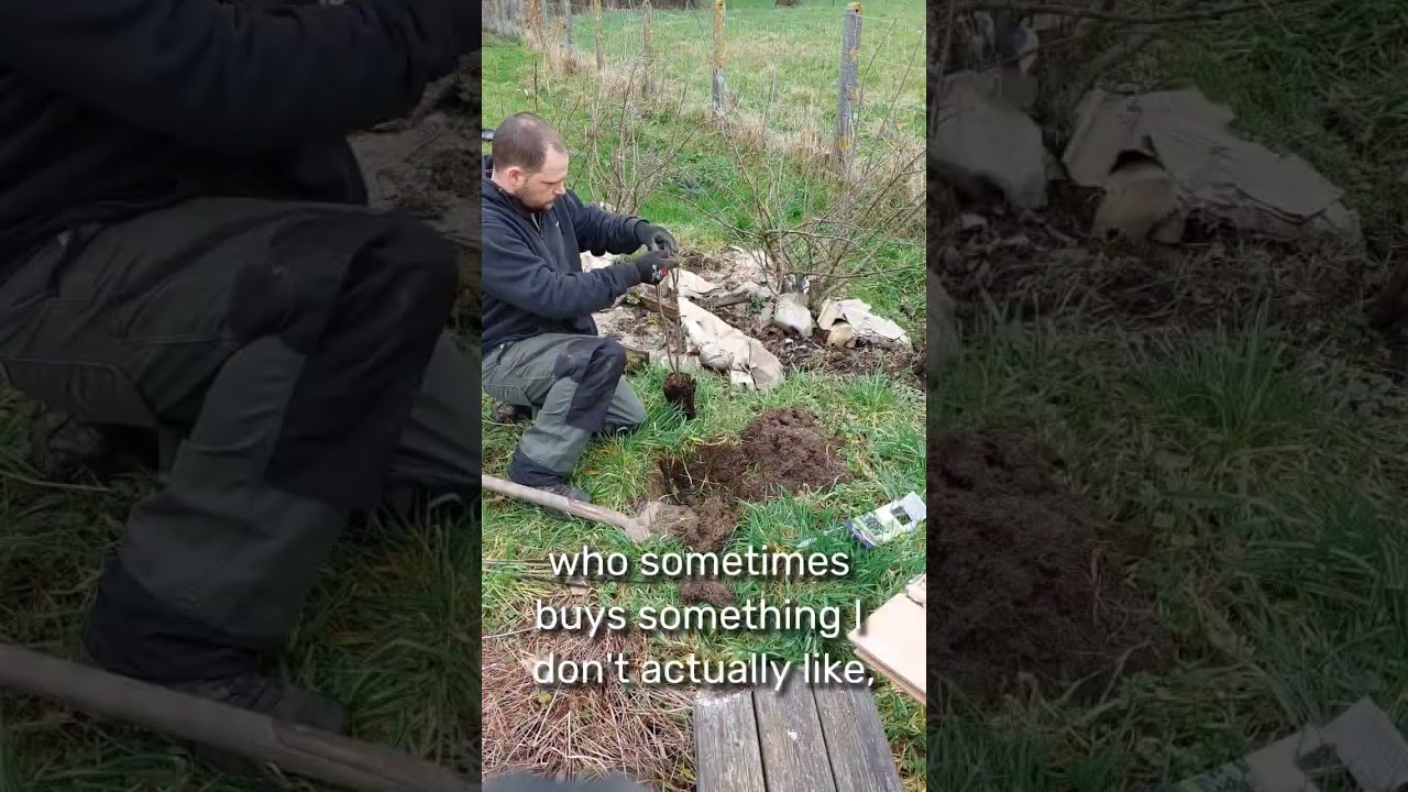 planting a black currant