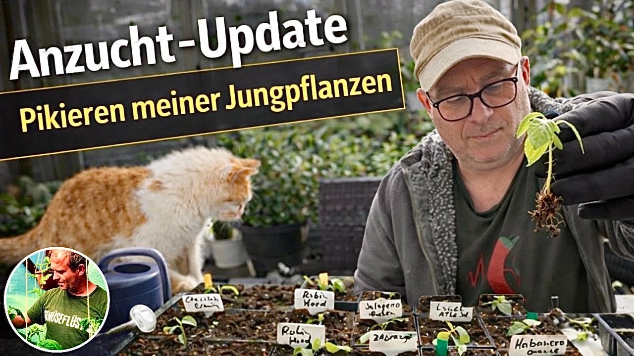 Chili, Paprika & Co. pikieren - So läuft meine Anzucht. 