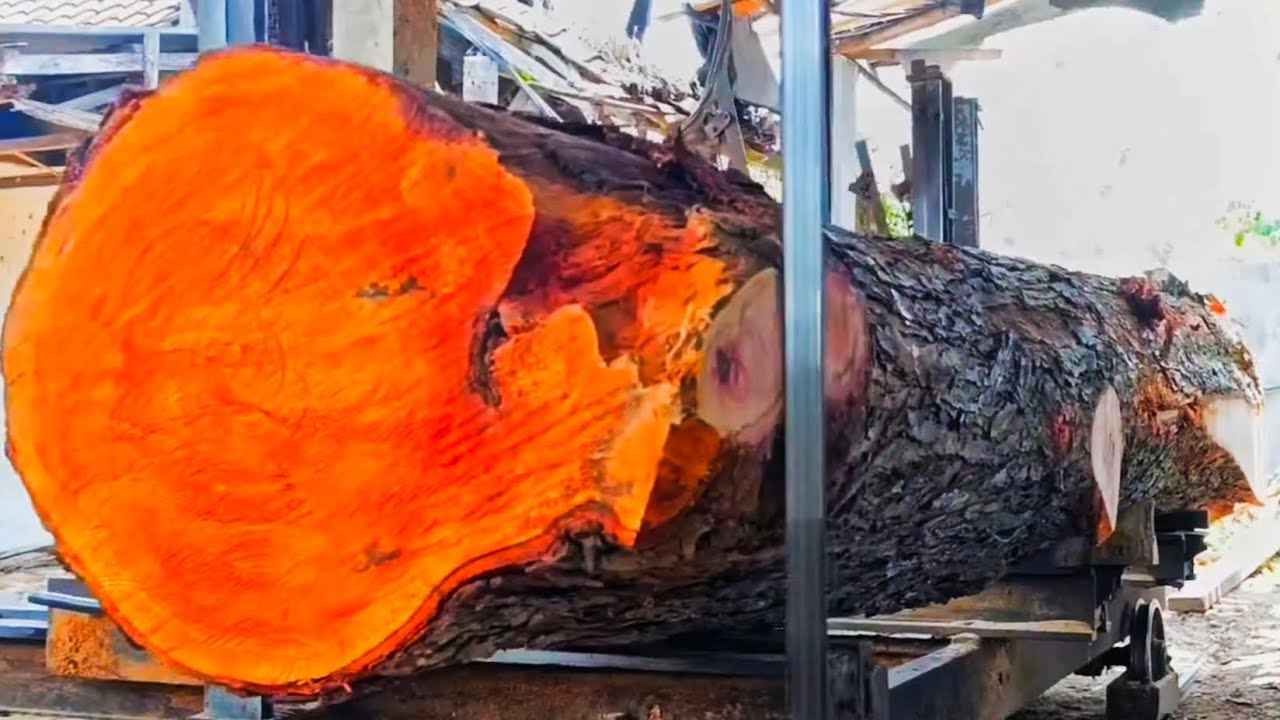 Splitting a giant mahogany tree full of beauty at the sawmill