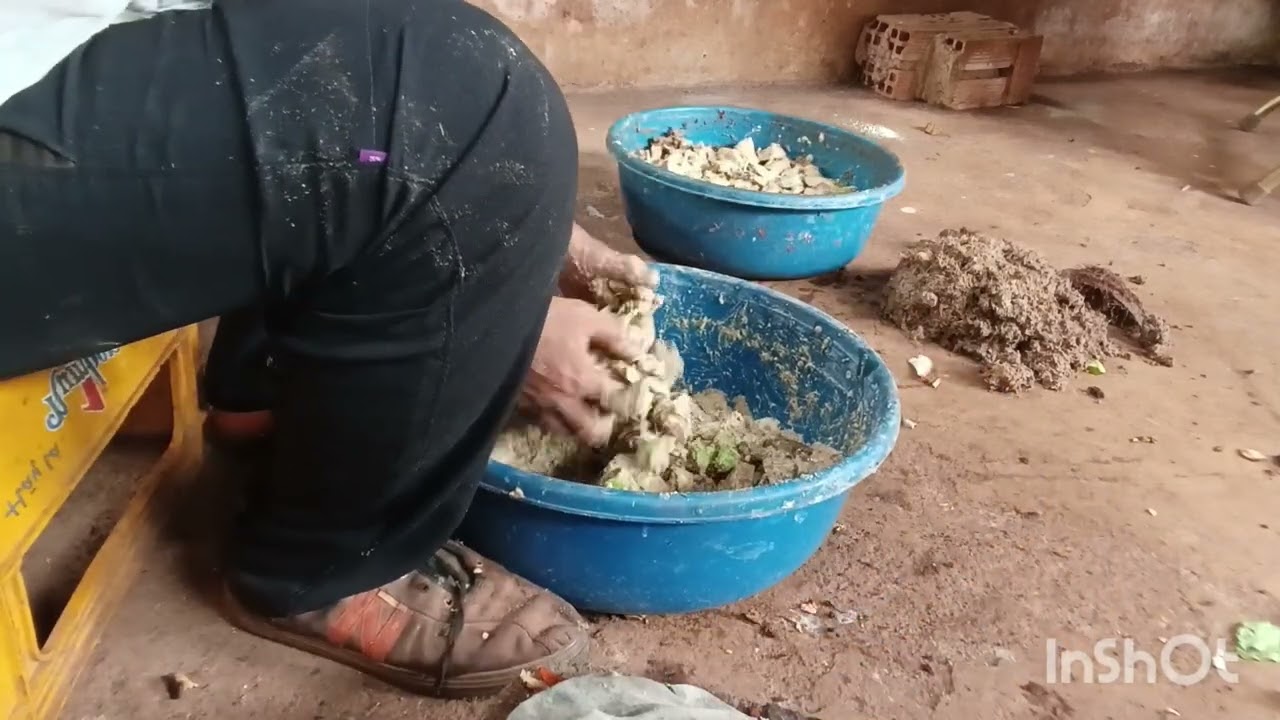 Con đuông dừa 