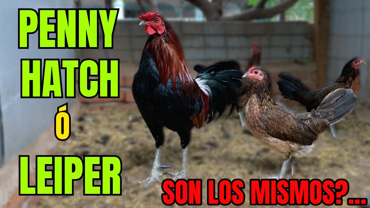 LOS PENNY HATCH y LOS LEIPER.... SON LOS MISMOS???