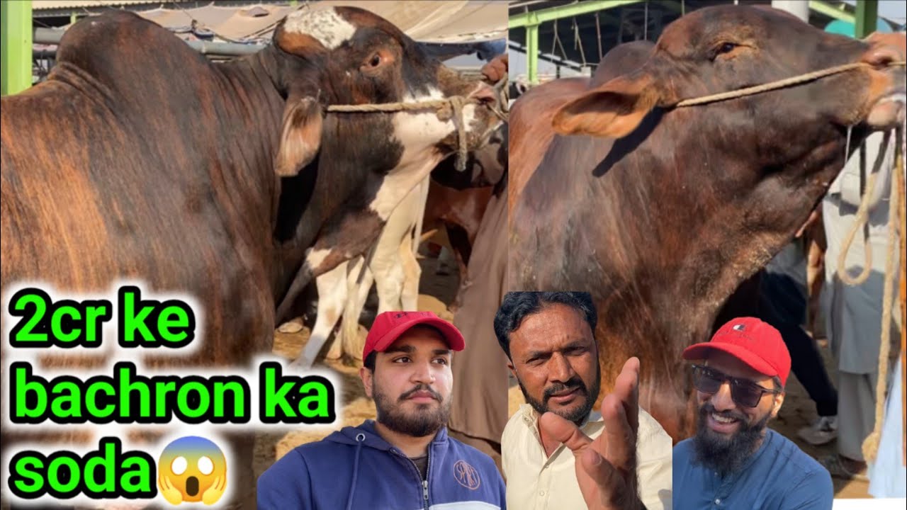 Hashim ke heavy bachron ka soda hogya😍| multan mandi update❤️