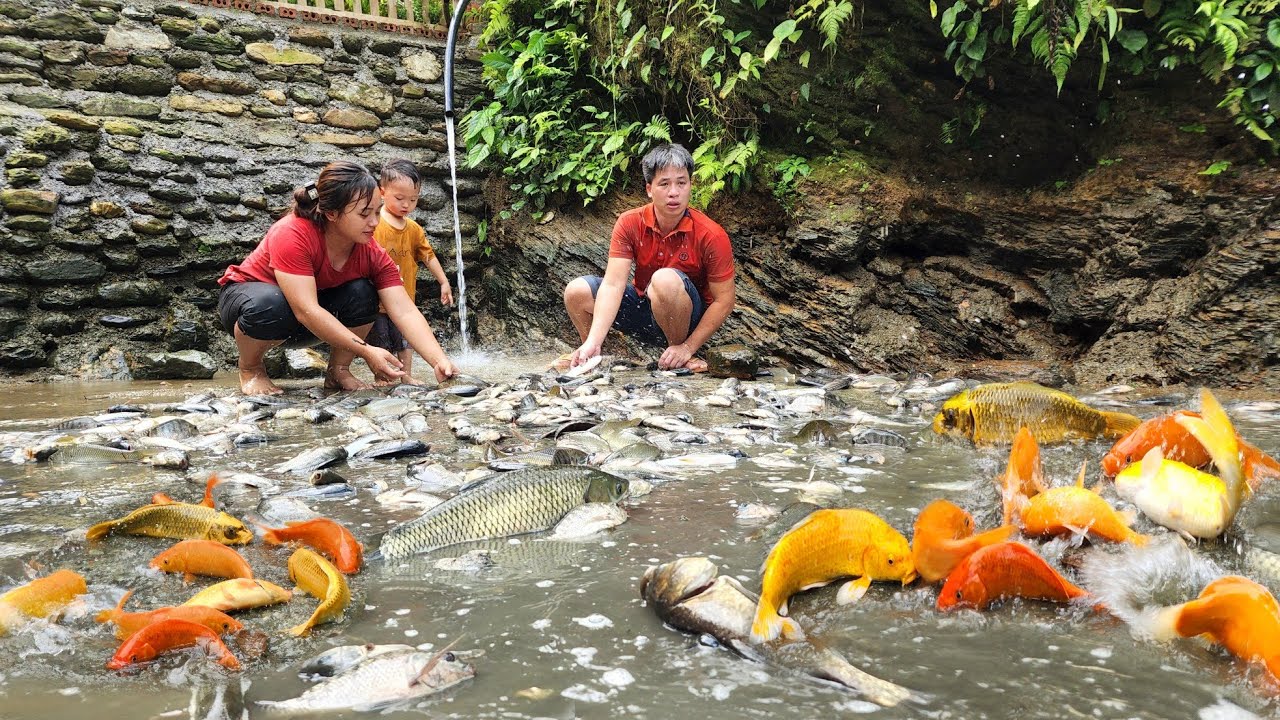 Cleaning fish ponds | Harvest watermelon to market sell - Chúc Tòn Bình