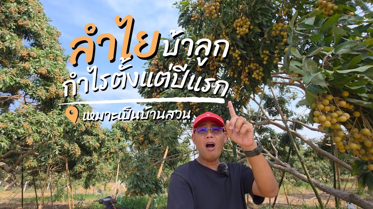 คุ้มตั้งแต่ซื้อ สวนลำไยบ้าลูก 2 ไร่ 2 งาน เหมาะกับบ้านสวน จ.ราชบุรี